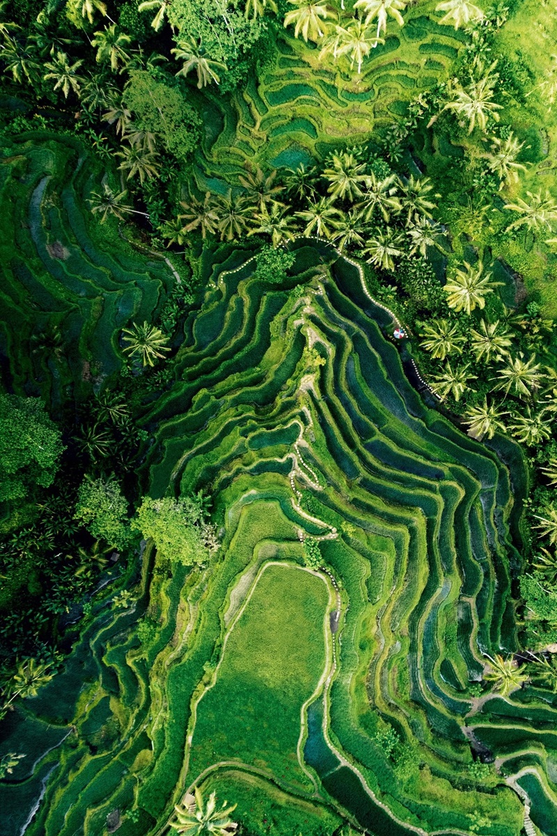 Cánh đồng lúa thanh bình ở Pererenan